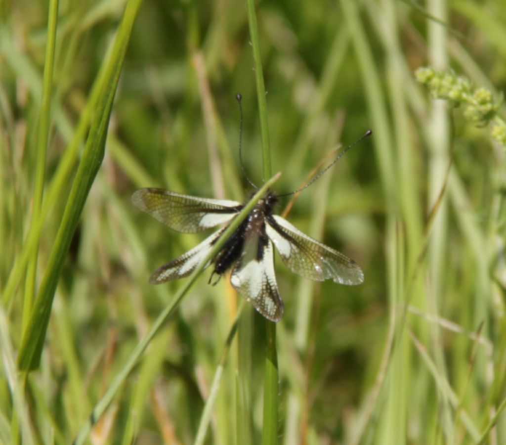 Libellodes coccajus, maschio